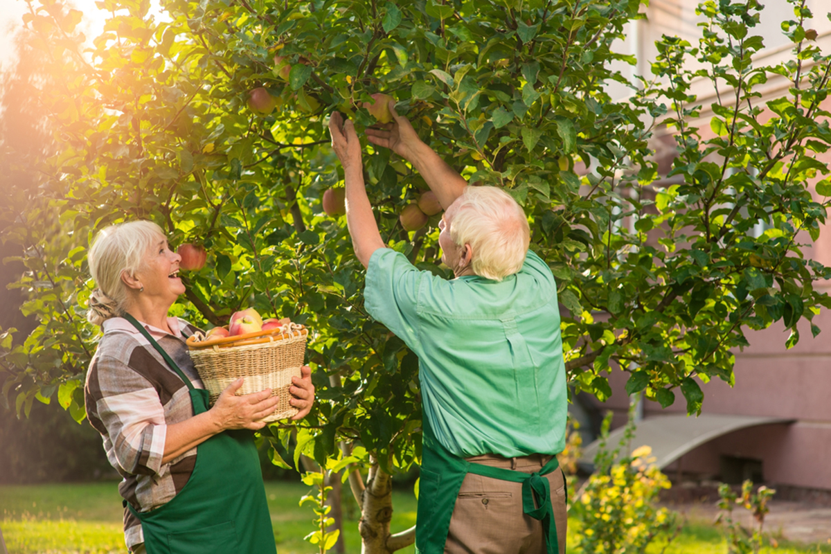 Buying Apple Trees Can Dress Up Anyone’s Garden