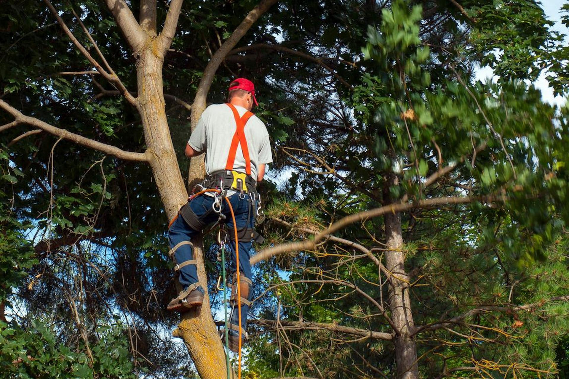 5 Common UK Tree Diseases And How Tree Surgeons Can Help Combat Them