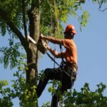 Tree Surgeons