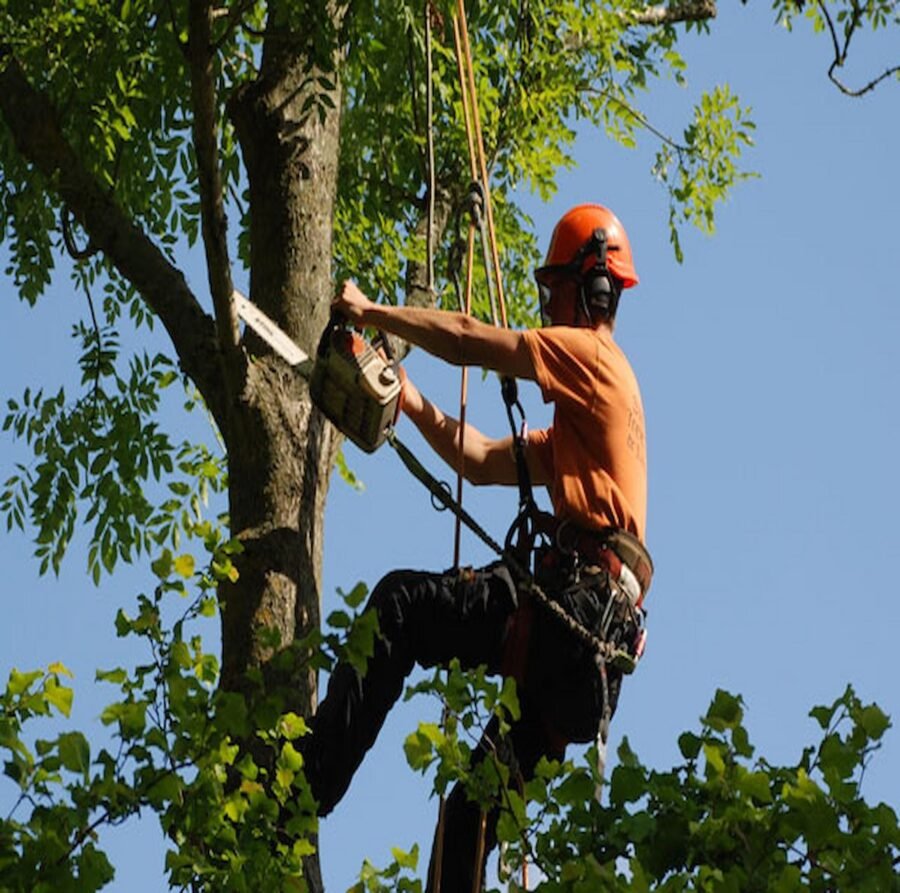 How Skilled Tree Surgeons in Brentwood Can Transform Your Outdoor Space